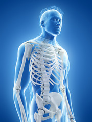 3d rendered medically accurate illustration of the human skeletal system