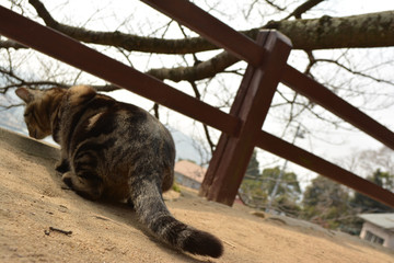 Obraz premium 何かを狙う猫