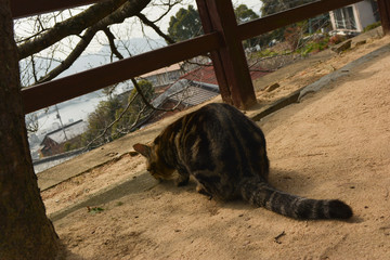 Fototapeta premium 猫の後ろ姿