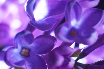 Fototapeta na wymiar Macro closeup on the structure of the lilac flower