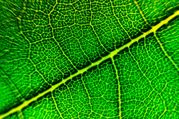 Texture of leaf - macro view