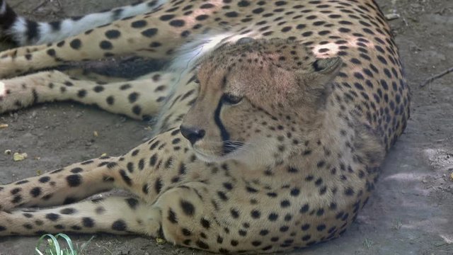 Lying jaguar portrait