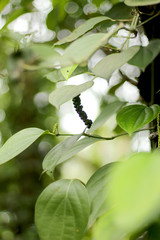 Black Pepper Plant
