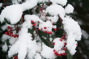Cotoneaster branch with red berries covered by snow in the garden in winter season