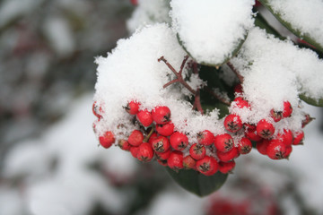 Cotoneaster branch with red berries covered by snow in the garden in winter season