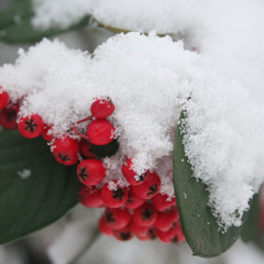 Cotoneaster branch with red berries covered by snow in the garden in winter season