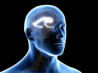 Obraz premium 3d rendered medically accurate illustration of the lateral ventricle