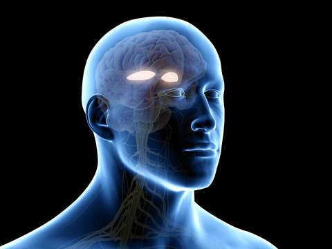 3d rendered medically accurate illustration of the lateral globus padillus