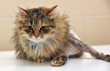 Sick cat who suffered an injury of the spine, causing his paralysis of one limb in diapers © Evdoha