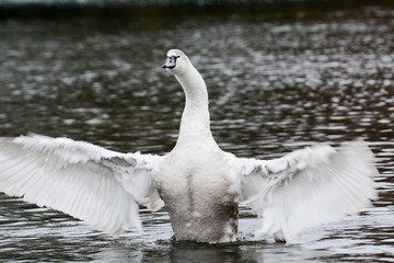Baby swan, signet swimming on the lake