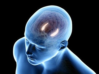 3d rendered medically accurate illustration of the hippocampus