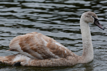 Baby swan, signet swimming on the lake