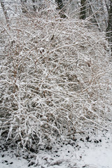 Forsythia bush covered by snow in the garden in winter season