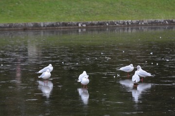 A seagul stands on a frozen lake, St Albans, England