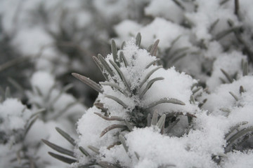 Lavender bush covered by snow in the garden in winter season. Lavandula