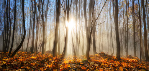 Forest enchanted by rays of sunlight in winter or autumn