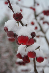 Small red apples on branch covered by snow in the garden in winter season