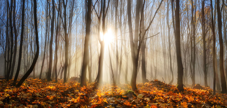 Fototapeta Forest enchanted by rays of sunlight in winter or autumn