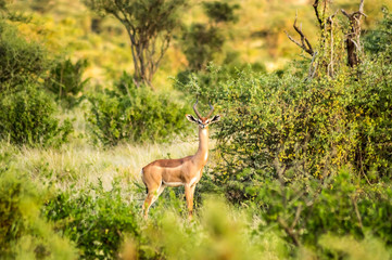 Naklejka na ściany i meble Giraffe antelope in the savannah of Samburu Park