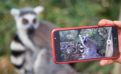 Photographing animals by mobile phone © ggaallaa