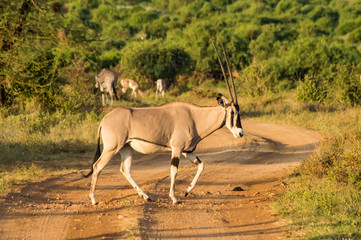 Antelope seen in profile in the savannah of Samburu Park