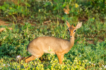 Dik dik in the savannah