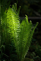 Jeune fougère