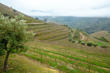 Fototapeta na wymiar Foggy Douro Valley Landscape in Winter