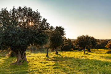 old olive trees grove in bright morning  sunlight
