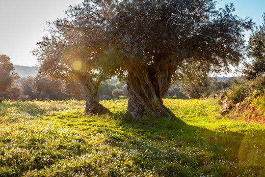 old olive trees grove in bright morning  sunlight