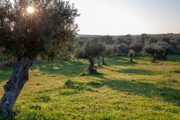 old olive trees grove in bright morning  sunlight Alentejo Landscape