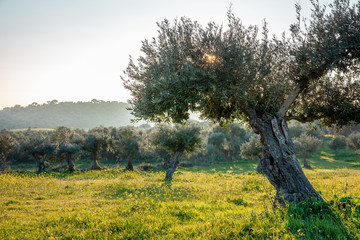 old olive trees grove in bright morning  sunlight Alentejo Landscape