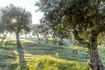 Foggy  olive grove in morning dew and hazy sunlight Landscape
