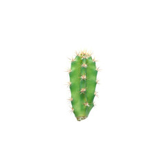 Cactus isolated on white background