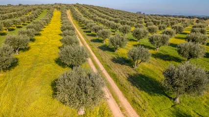 Fotobehang Olijfboom Drone aerial view of olive grove in Alentejo Portugal  © Alice_D