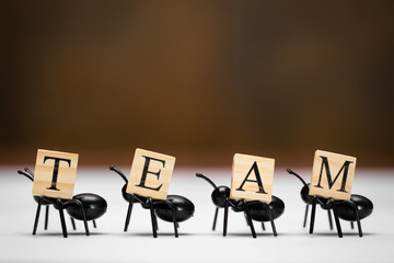 Vier Ameisen tragen Buchstaben die das Wort Team ergeben