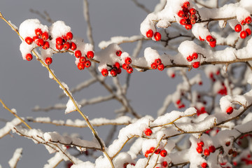 Crataegus, commonly called hawthorn, quickthorn, thornapple, May-tree,  whitethorn, or hawberry. The berries are matured and become food for birds in winter. Winter landscape with snow. Frozen forest.