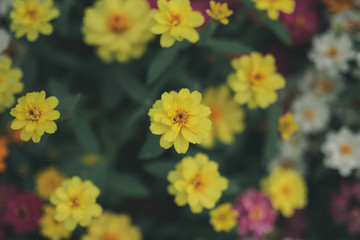 Daisy under sunlight - Image