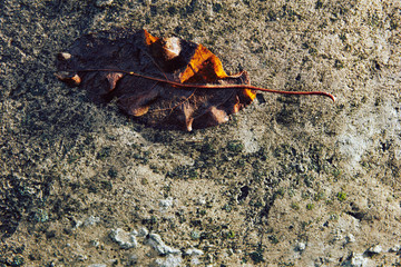 leaves on concrete