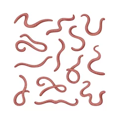 Fotobehang Collection of earthworms. Set of worms. Illustration of animal, nature, fishing, earth and ground. Colored flat icon, vector design © akininam