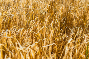 golden wheat field, nature background