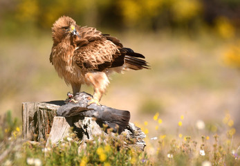 An eagle walking with a dam in spring