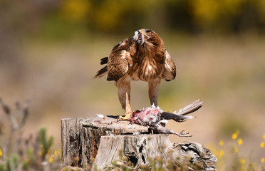 An eagle walking with a dam in spring