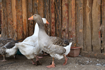 Geese on the farm