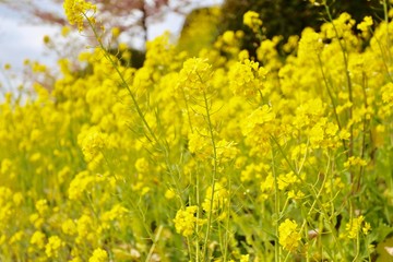 菜の花