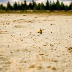 Electric plug lying on the sand. Sandy wasteland, in the distance you can see the forest.