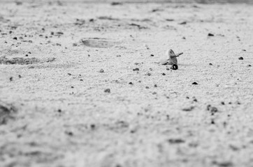 Electric plug lying on the sand. Sandy wasteland, in the distance you can see the forest.