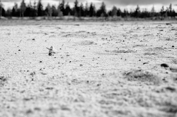 Electric plug lying on the sand. Sandy wasteland, in the distance you can see the forest.