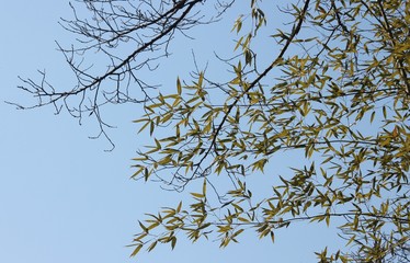 나무가지와 대나무잎