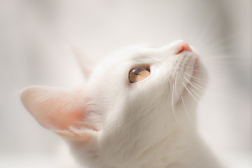 Portrait of a white cat in profile. Looking up. Photo in bright colors.